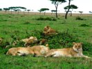 Lions resting